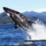 Killer Whale Submarine 1