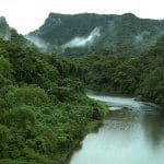 Fiji rainforest