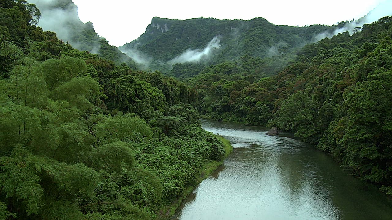 Fiji rainforest