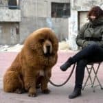most-expensive-dog-tibetan-mastiff 2