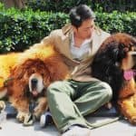 most-expensive-dog-tibetan-mastiff 3