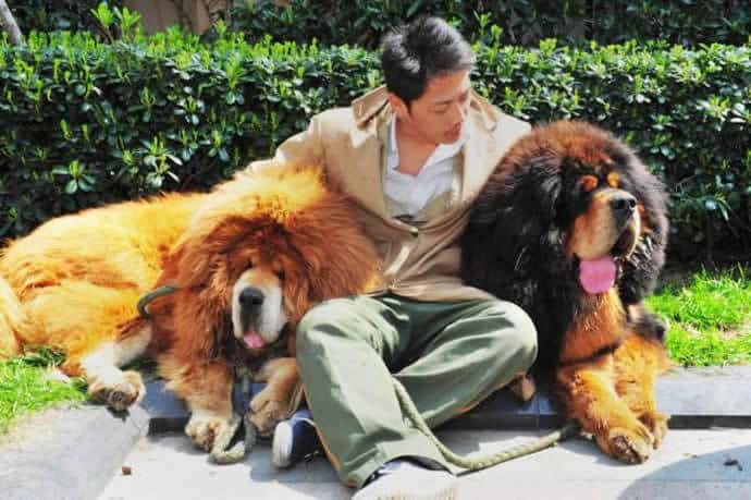most-expensive-dog-tibetan-mastiff 3