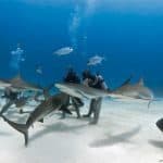 Swim with Sharks Bahamas
