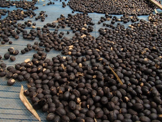 Black Ivory Coffee Beans