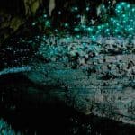 Glowworm Cave Waitomo