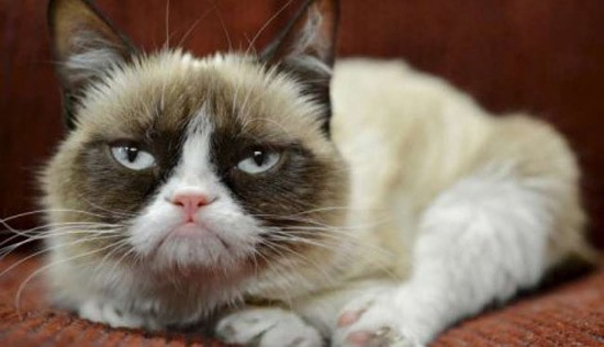 Truly Rich Cat – She’s Constantly Grumpy, And So Earned 76 Million