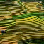 Rice Terrace Fields Vietnam