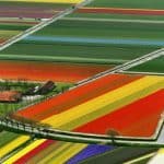 The Netherlands Tulip Fields