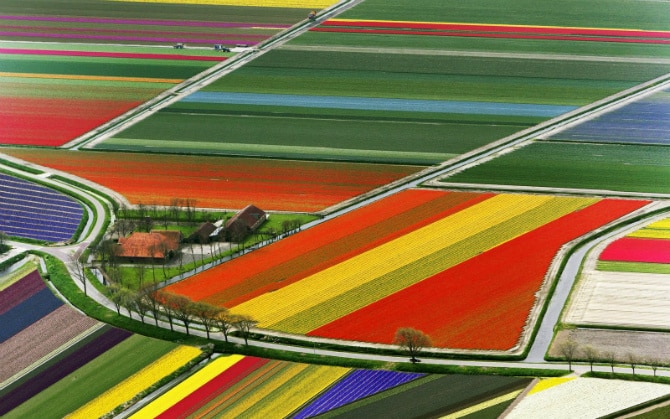 The Netherlands Tulip Fields