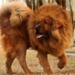 The Top Ten most Expensive Dog Breeds in the World 00001