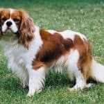 The Top Ten most Expensive Dog Breeds in the World 00004