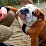 The Top Ten most Expensive Dog Breeds in the World 00006