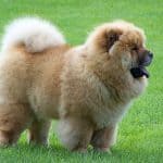 The Top Ten most Expensive Dog Breeds in the World 00007