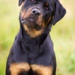The Top Ten most Expensive Dog Breeds in the World 00009