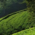 Ceylon-Tea-Trails-1
