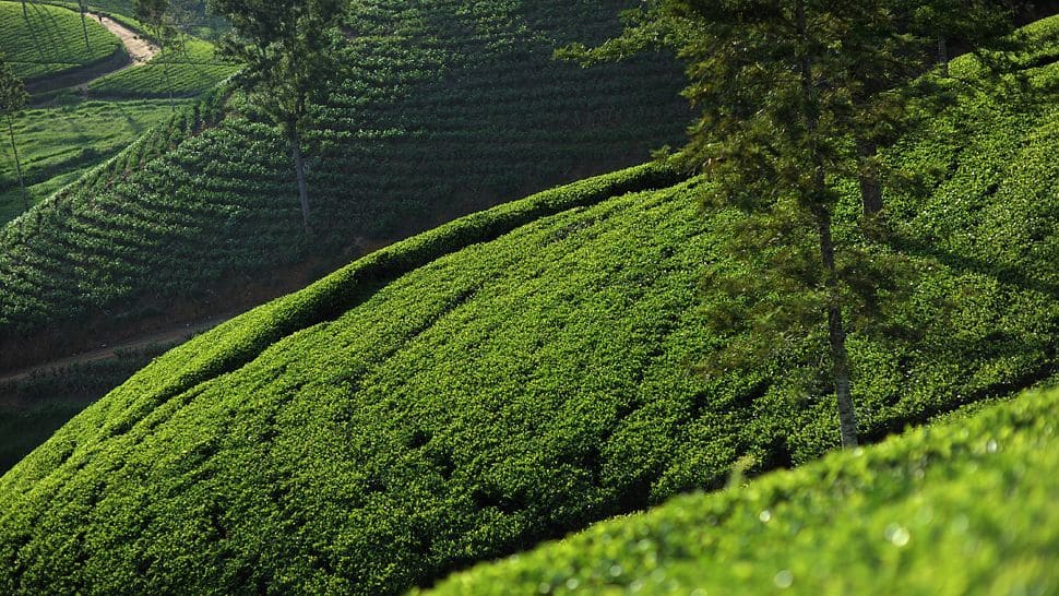 Ceylon-Tea-Trails-1