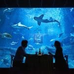 Aquarium-de-Paris-SharkRoom-4
