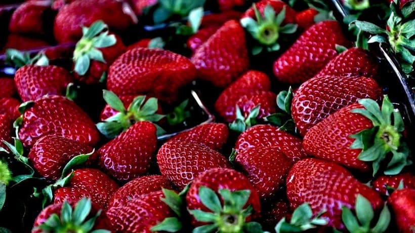 8 fresh seeds-most beautiful in the world Japanese Sembikiya Queen Strawberries 