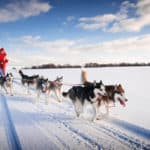 Dog sledding Sweden
