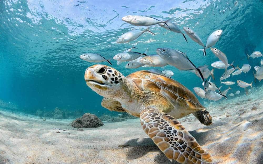 sea turtles of Costa Rica