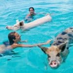 Swimming with Pigs Bahamas