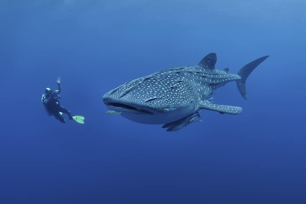 Swimming with Whale Sharks in Australia