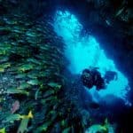 Cocos Island diving