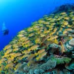 Maldives Reefs diving