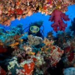 Red Sea Reef Diving