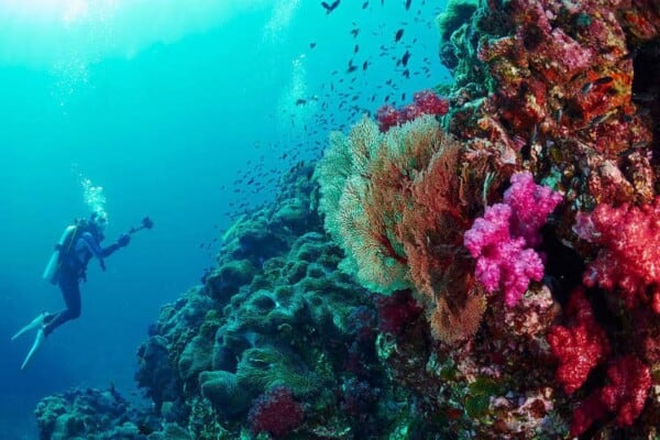 Similan Islands diving
