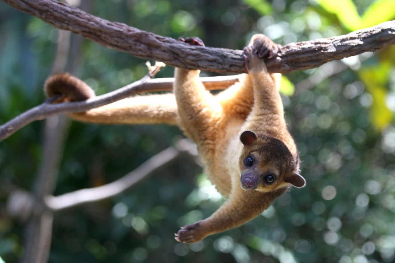 15 Exotic Animals That You can Legally Own
