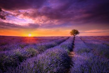 Provence levander