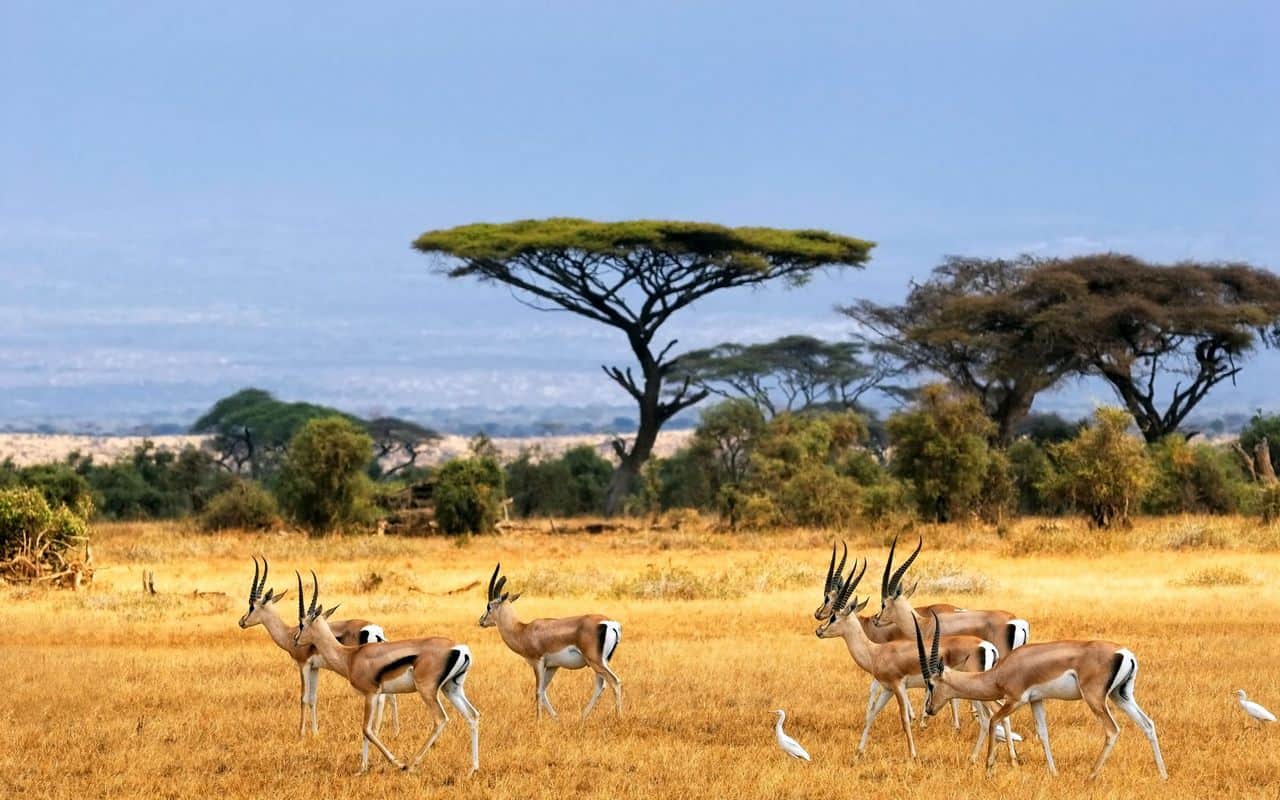 African Safari Vacation