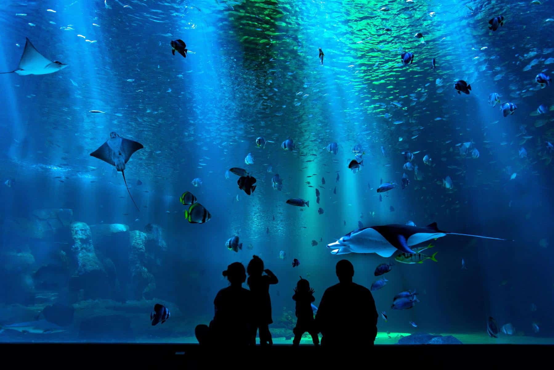 udstødning maske dedikation These are The 15 Largest Aquariums in the World