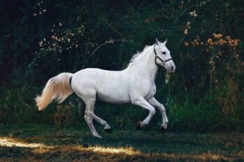 Most Expensive Horse Breeds
