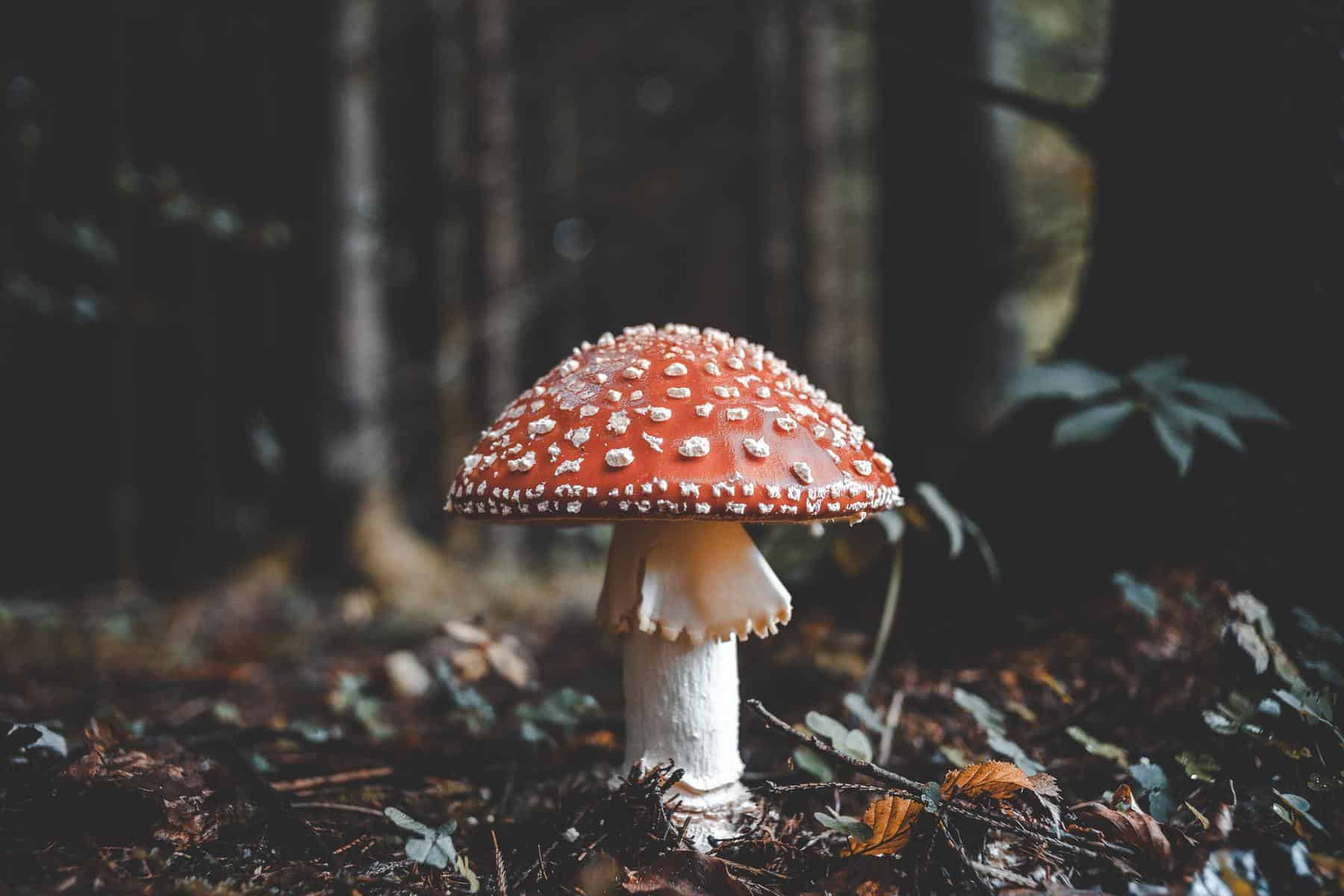 fun facts about Mushrooms