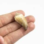 Mosasaur Fossil Tooth