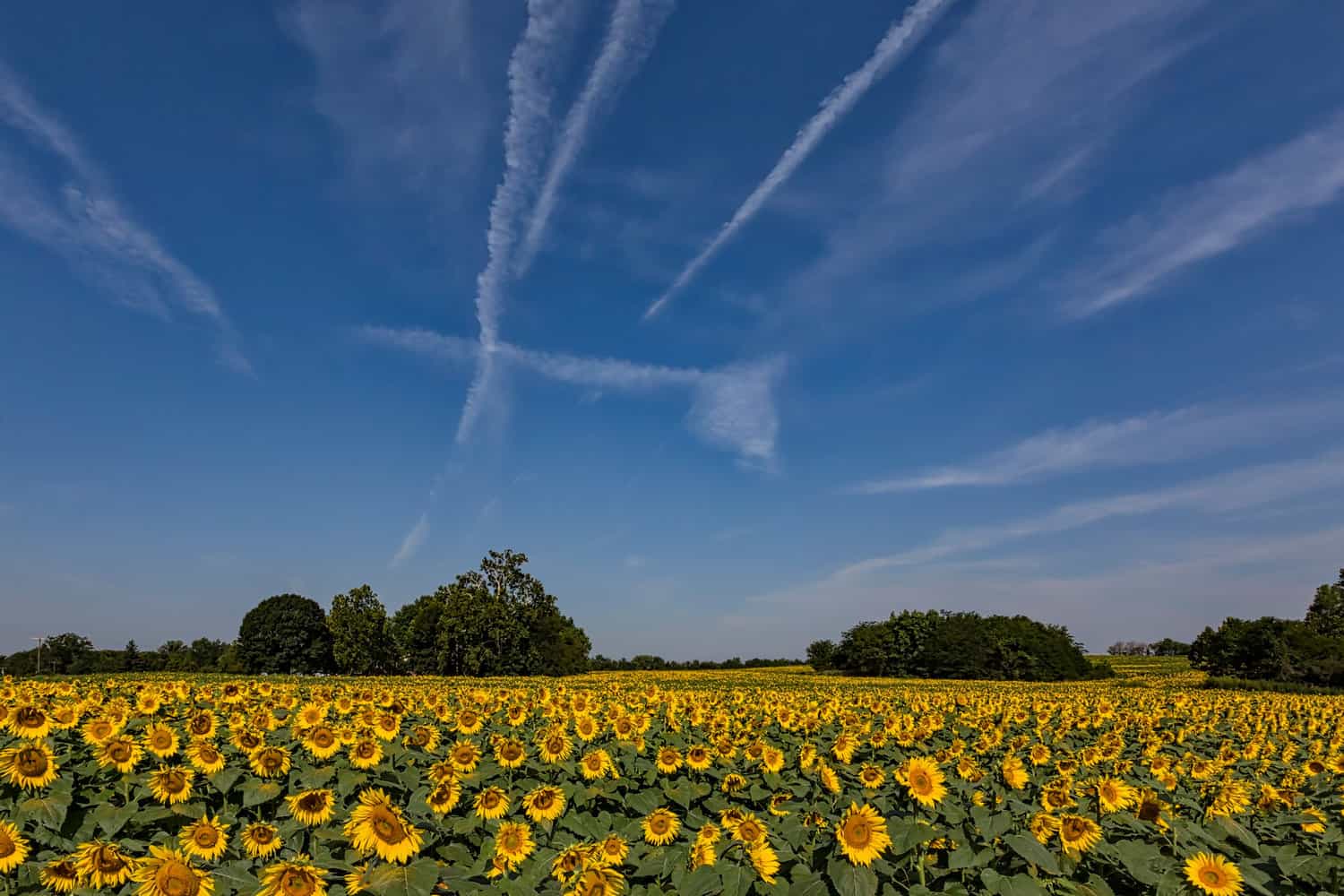 Kansas sunflower state