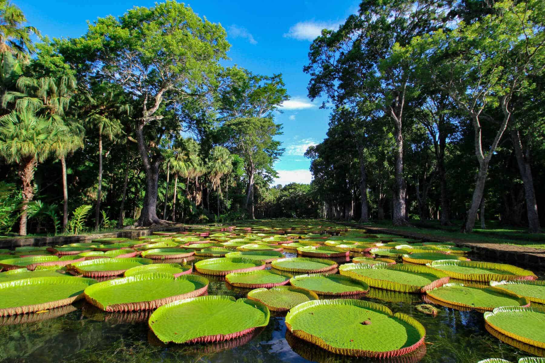 Mauritius National Botanical Garden
