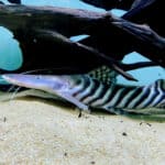 Zebra Shovelnose Catfish