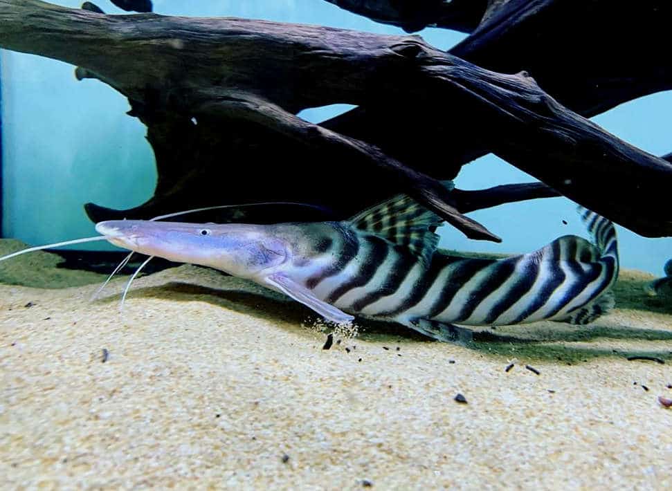 Zebra Shovelnose Catfish